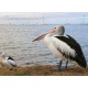 INSPIRAZIONS GREETING CARD Pelican Dreams